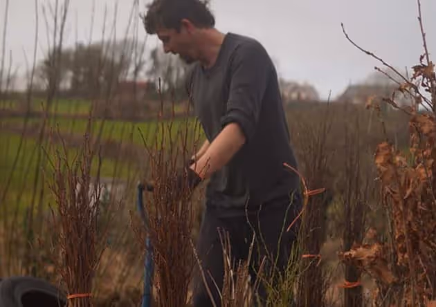 Plant a tree